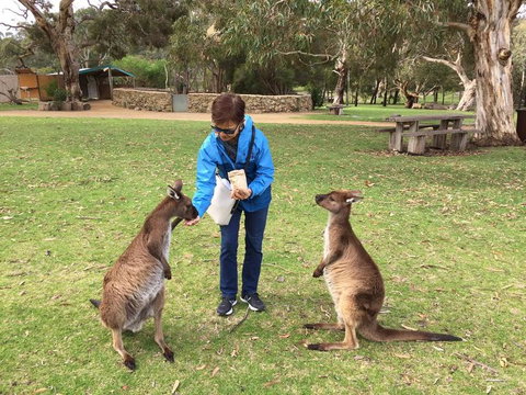 Adelaide Highlights And Hahndorf Tour With Optional River Cruise - Tourism Hervey Bay 3