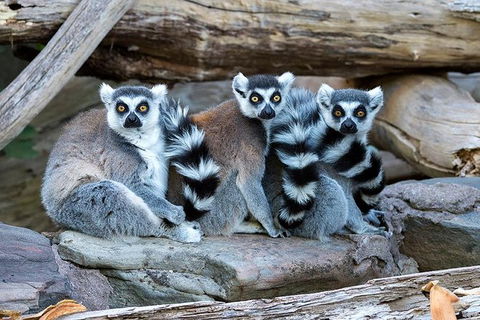 Adelaide Zoo Behind The Scenes Experience: Lemur Feeding - Hervey Bay Accommodation 1
