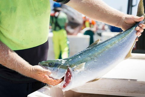 Exceptional Port Lincoln, Seafood And Wildlife Tour - Hervey Bay Accommodation 9