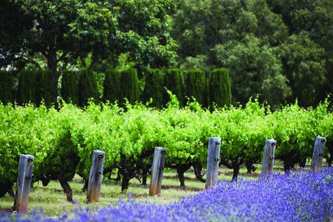 Ultimate Penfolds Magill Estate Experience - Hervey Bay Accommodation 4