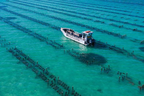 Experience Coffin Bay Short And Sweet Oyster Farm Tour - Hervey Bay Accommodation 7