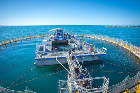 Island Discovery Package - Aquarium Swim & Seafood Tasting Platter - Hervey Bay Accommodation 1