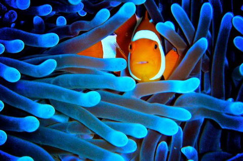5-Day Best Of Cairns With Daintree, Kuranda, And Great Barrier Reef - Tourism Hervey Bay 2