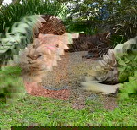 Croc Express to Australia Zoo from Brisbane