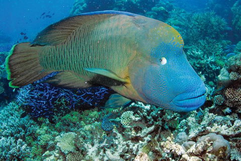 Poseidon Outer Great Barrier Reef Snorkeling And Diving Cruise From Port Douglas - Tourism Hervey Bay 1