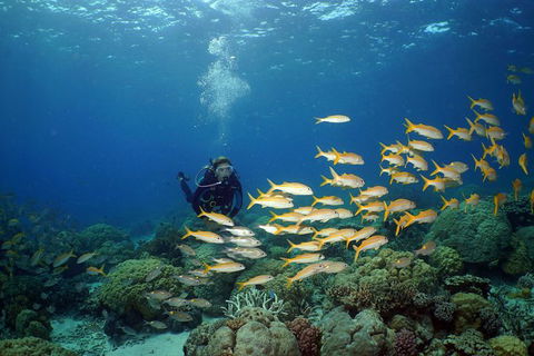 Poseidon Outer Great Barrier Reef Snorkeling And Diving Cruise From Port Douglas - Tourism Hervey Bay 6