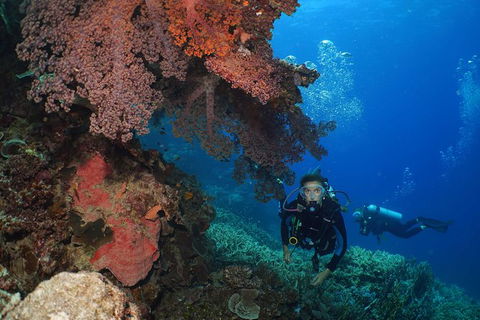 Poseidon Outer Great Barrier Reef Snorkeling And Diving Cruise From Port Douglas - Tourism Hervey Bay 8