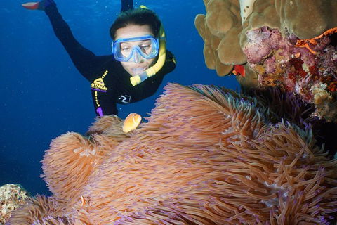 Poseidon Outer Great Barrier Reef Snorkeling And Diving Cruise From Port Douglas - Tourism Hervey Bay 4