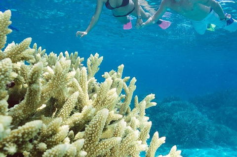 Silversonic Outer Great Barrier Reef Dive And Snorkel Cruise From Port Douglas - Tourism Hervey Bay 1