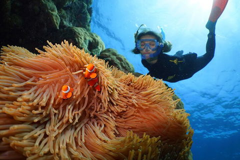 Silversonic Outer Great Barrier Reef Dive And Snorkel Cruise From Port Douglas - Tourism Hervey Bay 3