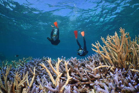 Silversonic Outer Great Barrier Reef Dive And Snorkel Cruise From Port Douglas - Tourism Hervey Bay 8