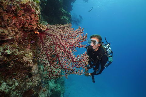 Silversonic Outer Great Barrier Reef Dive And Snorkel Cruise From Port Douglas - Tourism Hervey Bay 6