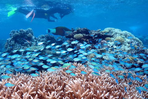 Silversonic Outer Great Barrier Reef Dive And Snorkel Cruise From Port Douglas - Tourism Hervey Bay 4