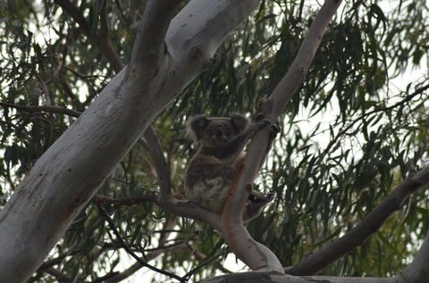 North Stradbroke Island Day Trip From Brisbane - Hervey Bay Accommodation 11