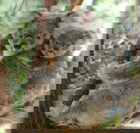 Lone Pine Koala Sanctuary Day Pass