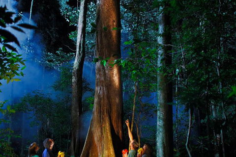 Daintree Rainforest Night Walk From Cape Tribulation - Hervey Bay Accommodation 1