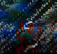 Daintree Rainforest Night Walk from Cape Tribulation - Tourism Hervey Bay
