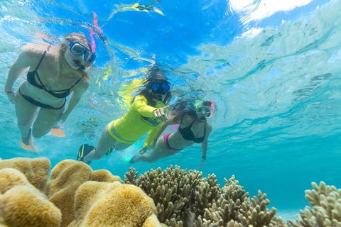 Ocean Safari Great Barrier Reef Experience In Cape Tribulation - Hervey Bay Accommodation 4