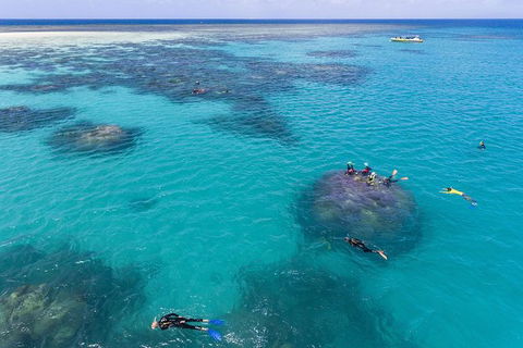 Ocean Safari Great Barrier Reef Experience In Cape Tribulation - Hervey Bay Accommodation 12