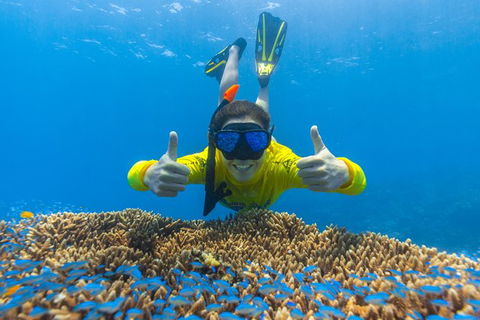 Ocean Safari Great Barrier Reef Experience In Cape Tribulation - Hervey Bay Accommodation 5