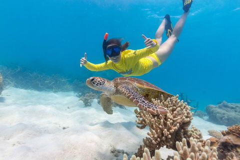 Ocean Safari Great Barrier Reef Experience In Cape Tribulation - Hervey Bay Accommodation 13