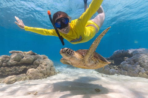Ocean Safari Great Barrier Reef Experience In Cape Tribulation - Hervey Bay Accommodation 2