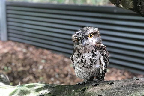 Hartley's Crocodile Adventures And Tjapukai Cultural Park Day Trip From Cairns - Hervey Bay Accommodation 1