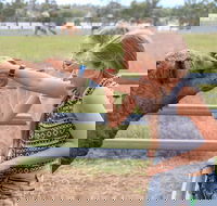 Camel Farm Deluxe Experience