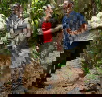 Mossman Gorge Dreamtime Walk and Low Isles Snorkeling and Sailing Cruise - Tourism Hervey Bay