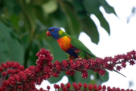 Cairns Reef And Rainforest Combo: Daintree Rainforest And The Great Barrier Reef - Hervey Bay Accommodation 4