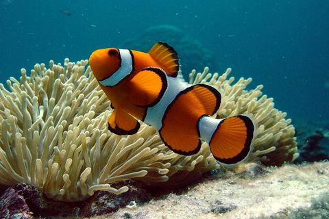 Cairns Reef And Rainforest Combo: Daintree Rainforest And The Great Barrier Reef - Hervey Bay Accommodation 8