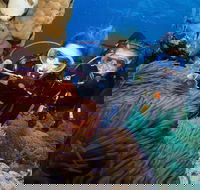 Quicksilver Dive 4 Day PADI Learn to Dive Course - Tourism Hervey Bay