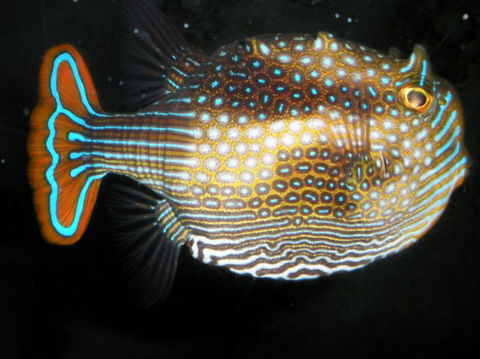Quicksilver Outer Great Barrier Reef Snorkel Cruise From Port Douglas - Tourism Hervey Bay 3