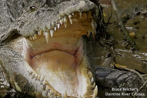 1-Hour Daintree River Wildlife Cruise - Hervey Bay Accommodation 1