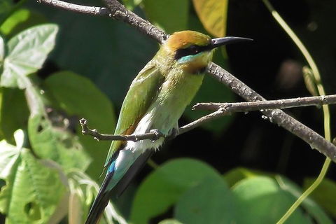 1-Hour Daintree River Wildlife Cruise - Hervey Bay Accommodation 12
