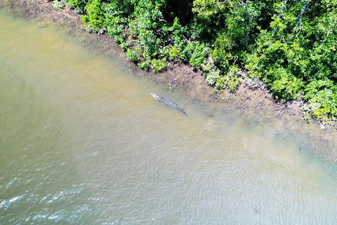 1-Hour Daintree River Wildlife Cruise - Hervey Bay Accommodation 11