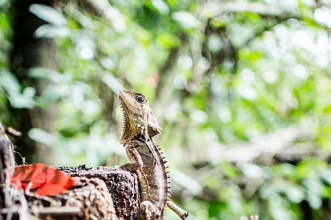 1-Hour Daintree River Wildlife Cruise - Hervey Bay Accommodation 8