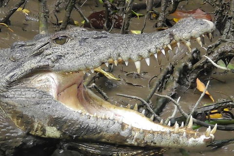 1-Hour Daintree River Wildlife Cruise - Hervey Bay Accommodation 4