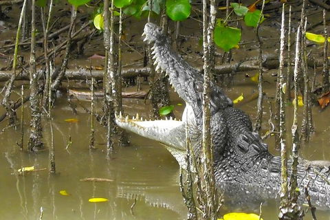 1-Hour Daintree River Wildlife Cruise - Hervey Bay Accommodation 2