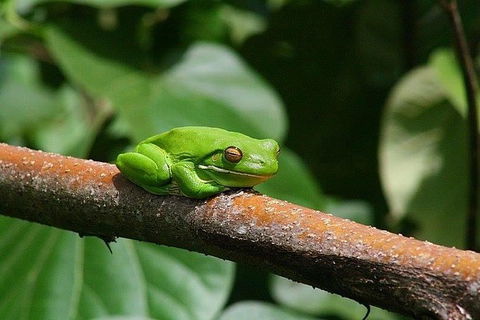 1-Hour Daintree River Wildlife Cruise - Hervey Bay Accommodation 10