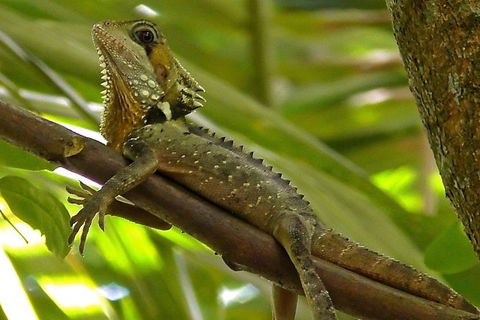 1-Hour Daintree River Wildlife Cruise - Hervey Bay Accommodation 7