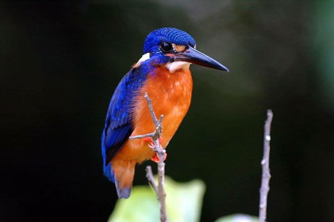 1-Hour Daintree River Wildlife Cruise - Hervey Bay Accommodation 6