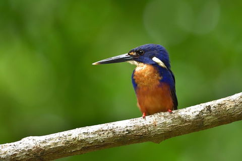 Daintree River Dawn Cruise - Hervey Bay Accommodation 0
