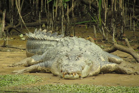 Daintree River Dawn Cruise - Hervey Bay Accommodation 1