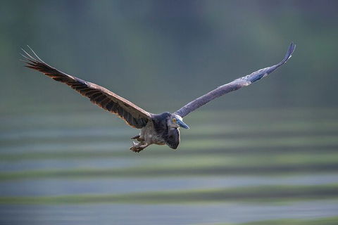 Daintree River Dawn Cruise - Hervey Bay Accommodation 10