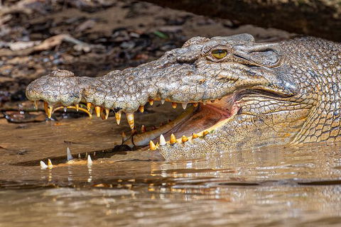 Daintree River Dawn Cruise - Hervey Bay Accommodation 15
