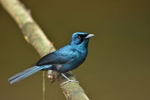 Daintree River Dawn Cruise - Hervey Bay Accommodation 11