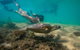 Half Day Low Isles Snorkelling Tour From Port Douglas - thumb 6