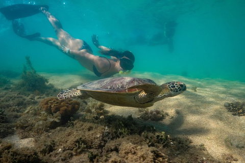 Half Day Low Isles Snorkelling Tour From Port Douglas - Tourism Hervey Bay 6