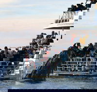 Hervey Bay Whale Watching Cruise